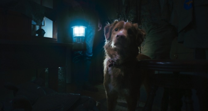 Indy the dog sat in a dark room illuminated by a blue screen in a scene from Good Boy