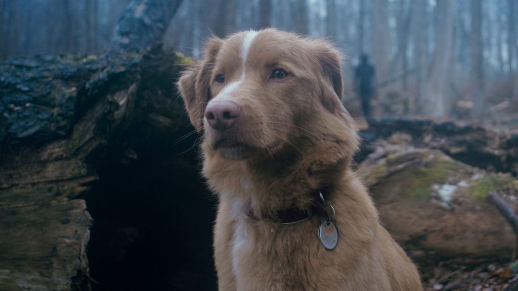 Indy the Dog sat in dark woodlands.